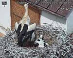 Capi_Dubne_20260623_105005.jpg