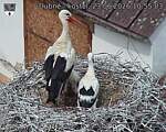 Capi_Dubne_20260623_105503.jpg