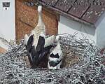 Capi_Dubne_20260623_110003.jpg