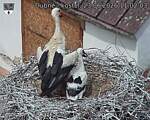 Capi_Dubne_20260623_110203.jpg