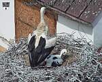 Capi_Dubne_20260623_110704.jpg