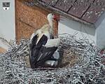 Capi_Dubne_20260623_110803.jpg