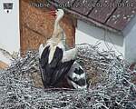 Capi_Dubne_20260623_110904.jpg