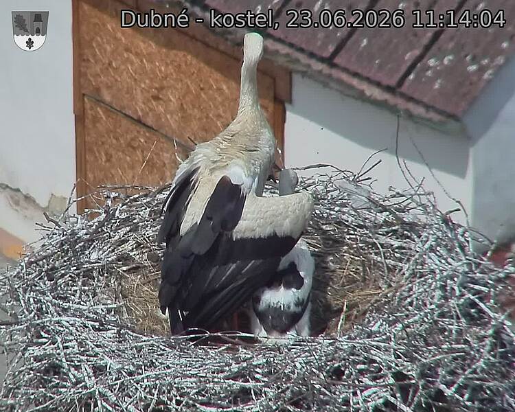 Capi_Dubne_20260623_111404.jpg (1350&nbsp;x&nbsp;1080)