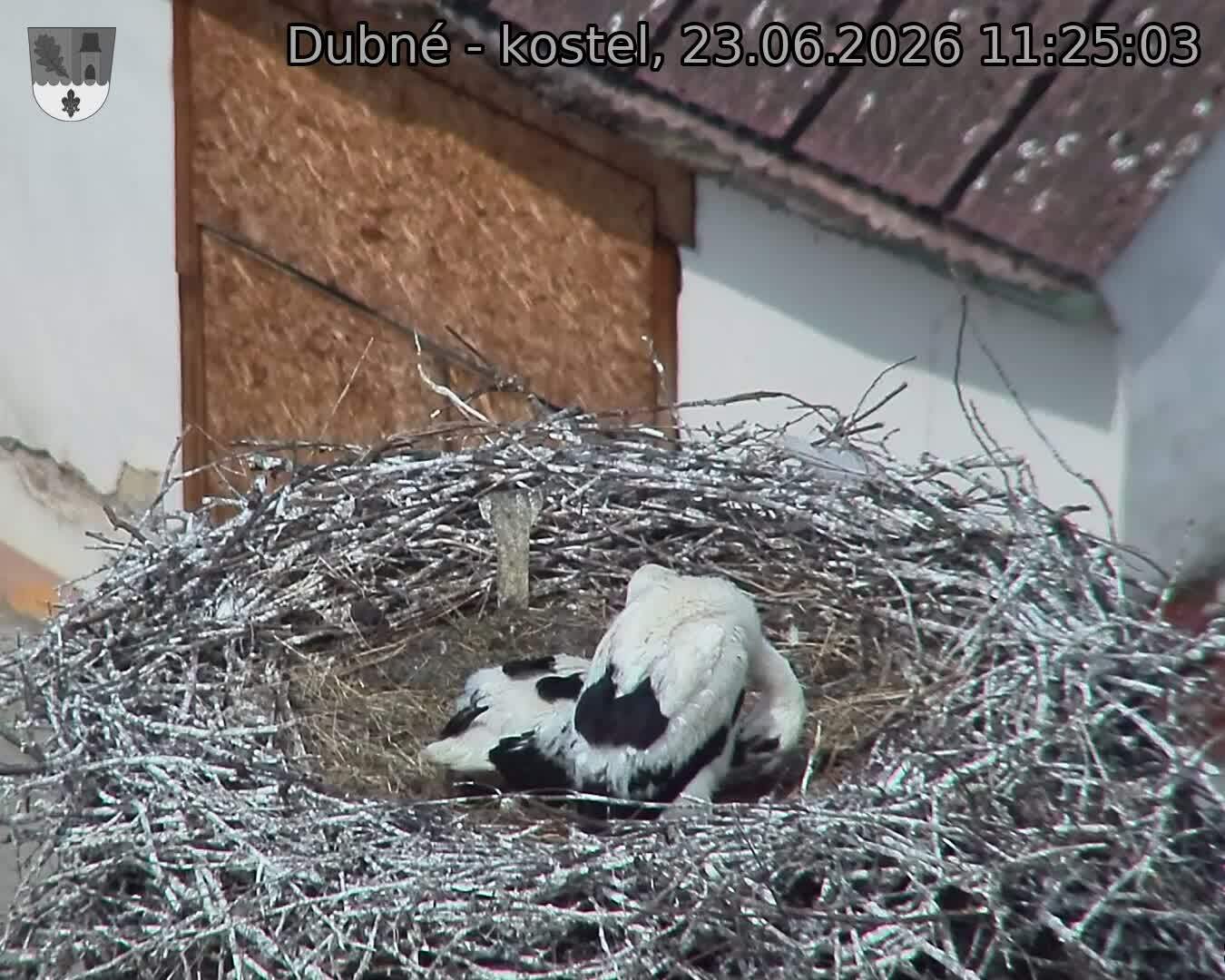 Capi_Dubne_20260623_112503.jpg (1350&nbsp;x&nbsp;1080)
