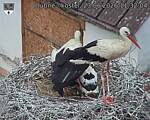 Capi_Dubne_20260623_113204.jpg