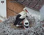 Capi_Dubne_20260623_113303.jpg
