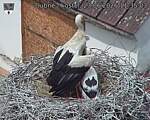 Capi_Dubne_20260623_113503.jpg