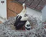 Capi_Dubne_20260623_113604.jpg