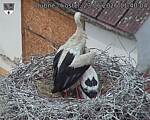 Capi_Dubne_20260623_114004.jpg