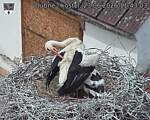 Capi_Dubne_20260623_114303.jpg