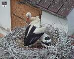 Capi_Dubne_20260623_114405.jpg