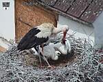Capi_Dubne_20260623_115004.jpg