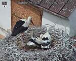 Capi_Dubne_20260623_115504.jpg