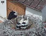 Capi_Dubne_20260623_115605.jpg