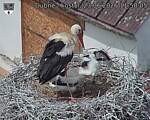 Capi_Dubne_20260623_115805.jpg