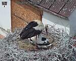 Capi_Dubne_20260623_115904.jpg