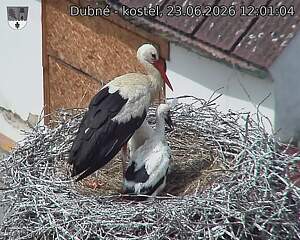 Capi_Dubne_20260623_120104.jpg (1350&nbsp;x&nbsp;1080)