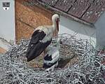 Capi_Dubne_20260623_120305.jpg