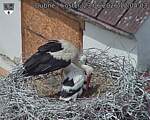 Capi_Dubne_20260623_120403.jpg