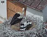 Capi_Dubne_20260623_120504.jpg