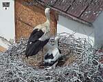 Capi_Dubne_20260623_120603.jpg