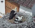 Capi_Dubne_20260623_120803.jpg