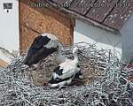 Capi_Dubne_20260623_121104.jpg