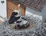 Capi_Dubne_20260623_121203.jpg