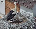 Capi_Dubne_20260623_121304.jpg