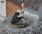 Capi_Dubne_20260623_121403.jpg