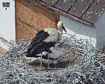 Capi_Dubne_20260623_121803.jpg