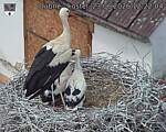 Capi_Dubne_20260623_122204.jpg