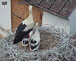 Capi_Dubne_20260623_123104.jpg