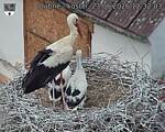 Capi_Dubne_20260623_123203.jpg