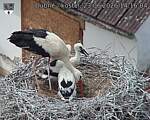 Capi_Dubne_20260623_141604.jpg