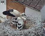 Capi_Dubne_20260623_141703.jpg