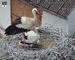 Capi_Dubne_20260623_141903.jpg