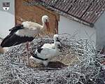 Capi_Dubne_20260623_143005.jpg