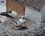 Capi_Dubne_20260623_143104.jpg