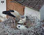 Capi_Dubne_20260623_143505.jpg