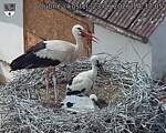 Capi_Dubne_20260623_143705.jpg