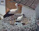 Capi_Dubne_20260623_143804.jpg