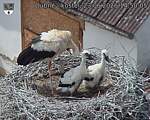Capi_Dubne_20260623_145005.jpg