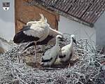 Capi_Dubne_20260623_145104.jpg