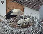 Capi_Dubne_20260623_145204.jpg