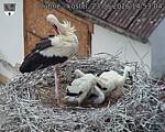 Capi_Dubne_20260623_145304.jpg
