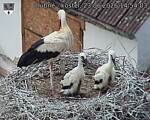 Capi_Dubne_20260623_145403.jpg