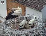 Capi_Dubne_20260623_145504.jpg