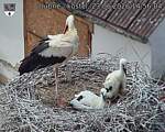Capi_Dubne_20260623_145604.jpg
